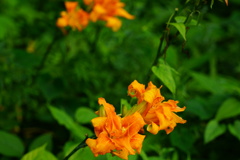 緑のスクリーンに咲く華