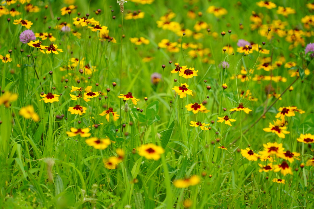 野の花畑
