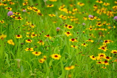 野の花畑
