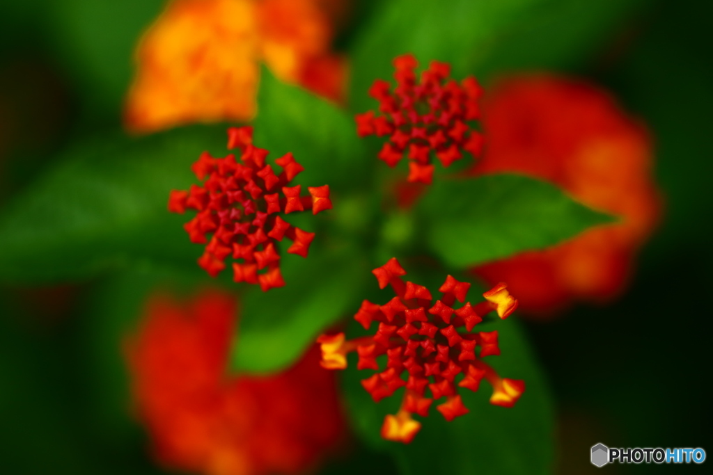 花開く前のご挨拶　ランタナ3*3