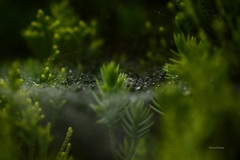 雨と蜘蛛の糸