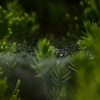 雨と蜘蛛の糸