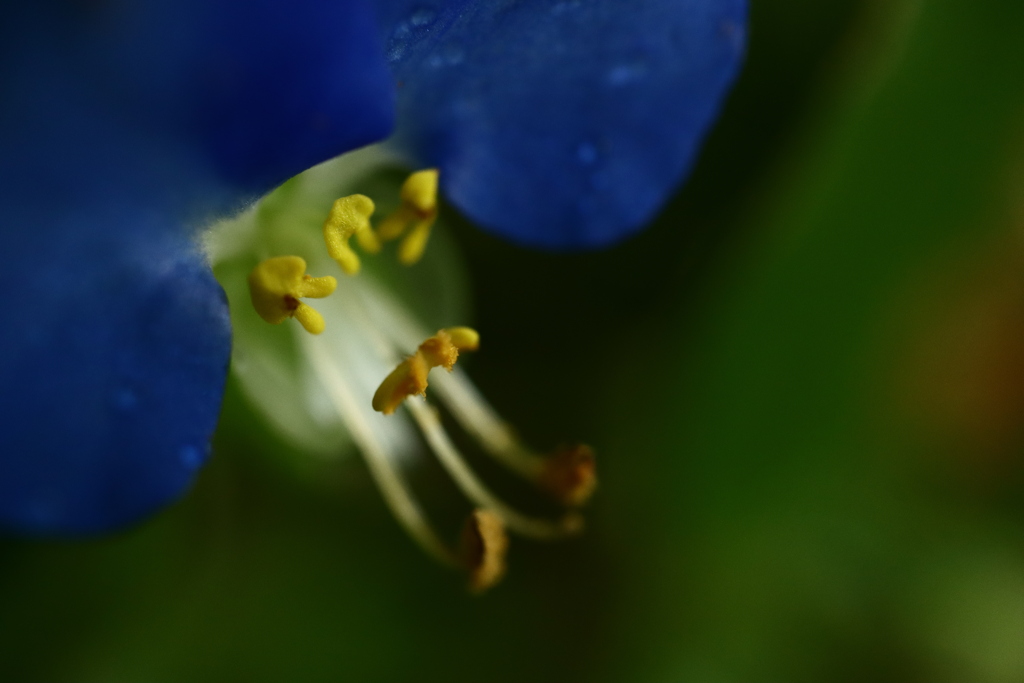 露草　雨に咲く