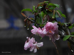 雨に輝く美しさ