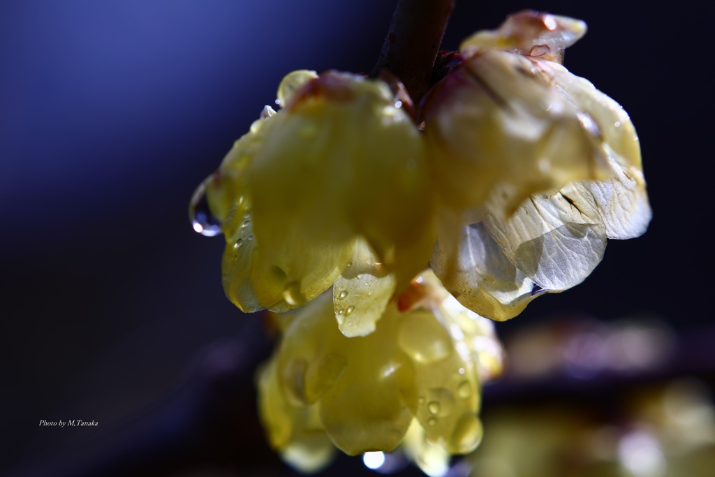 ろうばい雨上がり