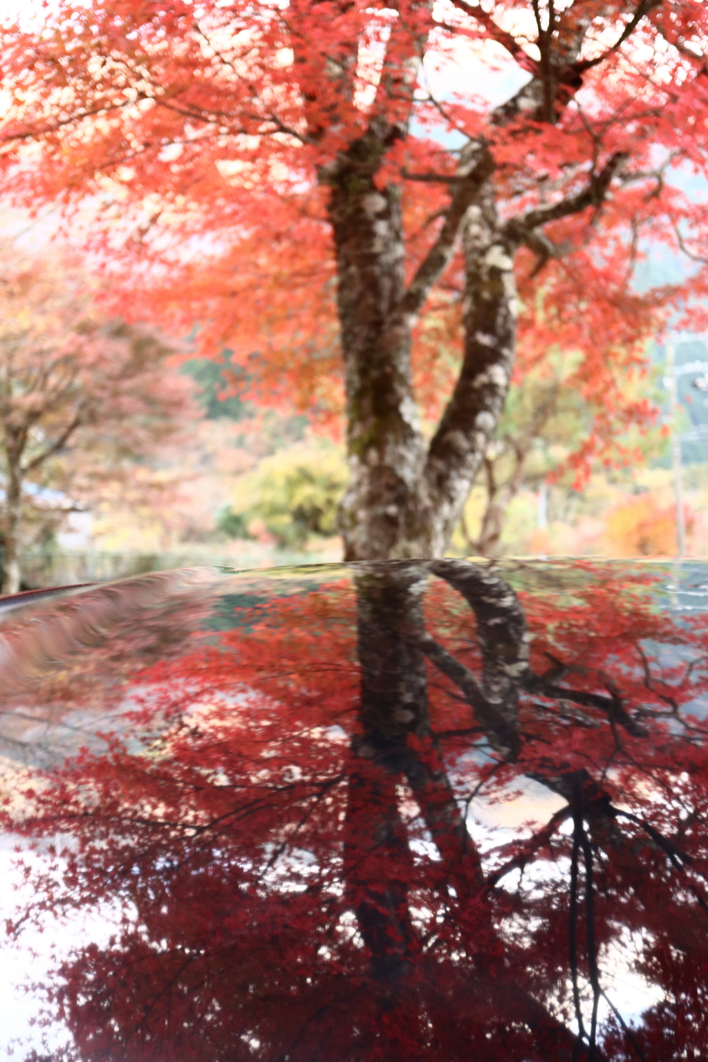 紅葉ドライブ　静岡梅ヶ島