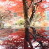 紅葉ドライブ　静岡梅ヶ島