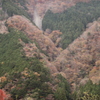 バカでかいハート　静岡梅ヶ島