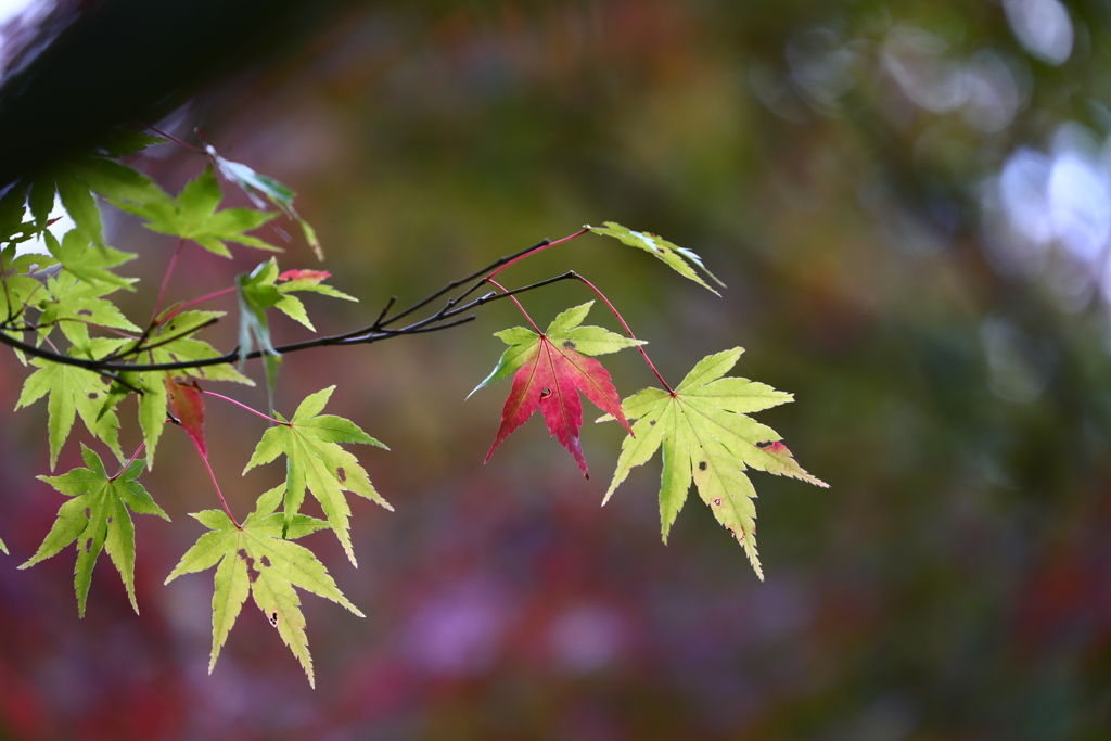 半分だけ紅葉？　