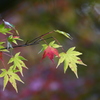 半分だけ紅葉？　