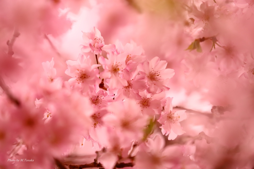 山間の枝垂れ桜