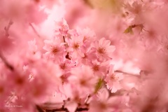 山間の枝垂れ桜