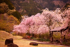来年も咲きます枝垂れ桜