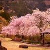 来年も咲きます枝垂れ桜