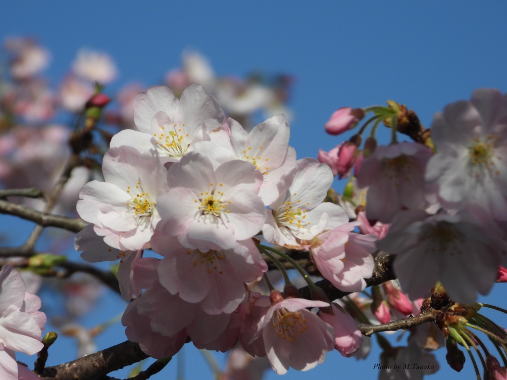 神代桜