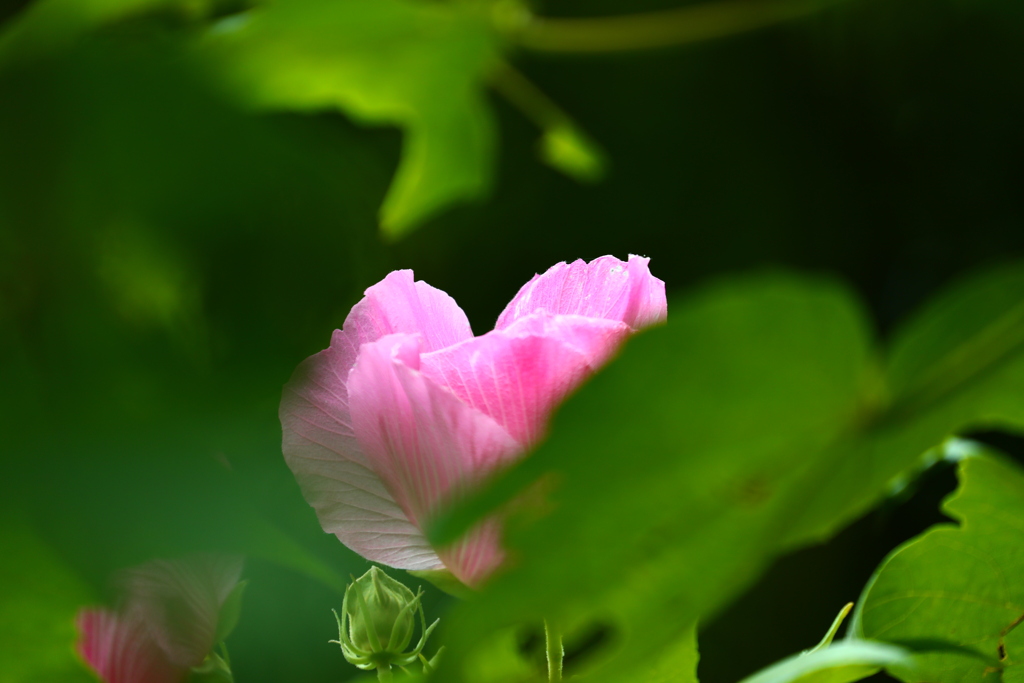 酔芙蓉　夕方の淡いピンク