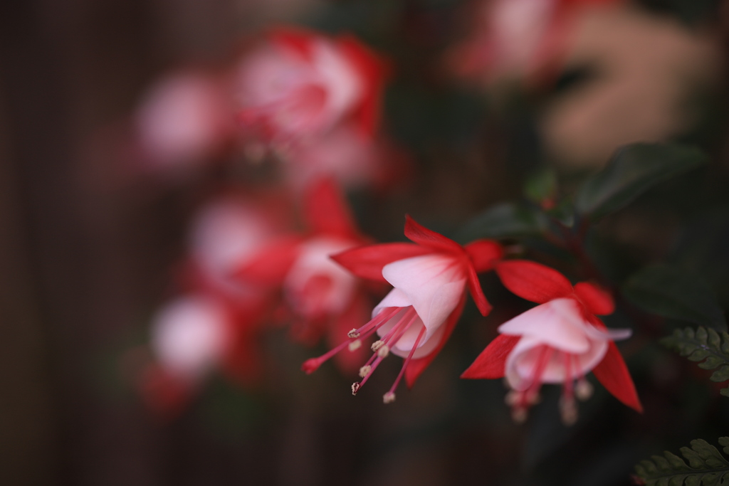 通勤途中の花