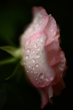 雨か涙か秋のバラ