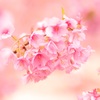 さくらの花束