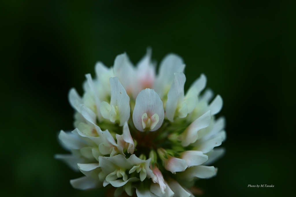 シロツメクサの造形