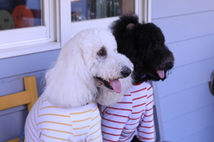 御用邸のそばのドッグカフェ