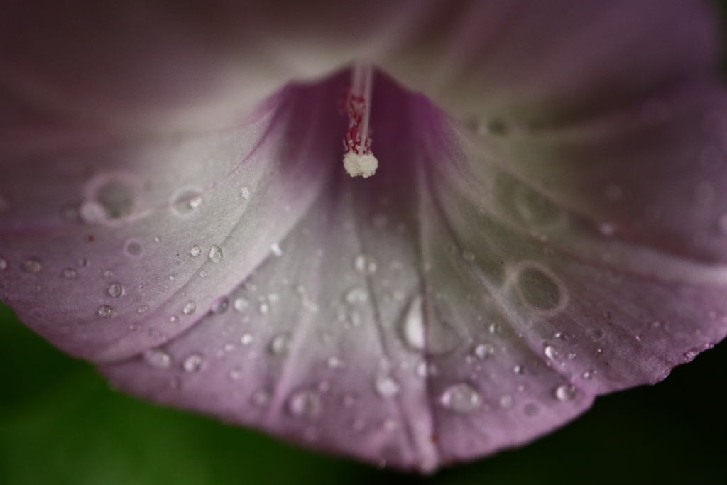 雨に咲く
