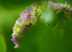 紫陽花のコサージュ