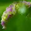 紫陽花のコサージュ