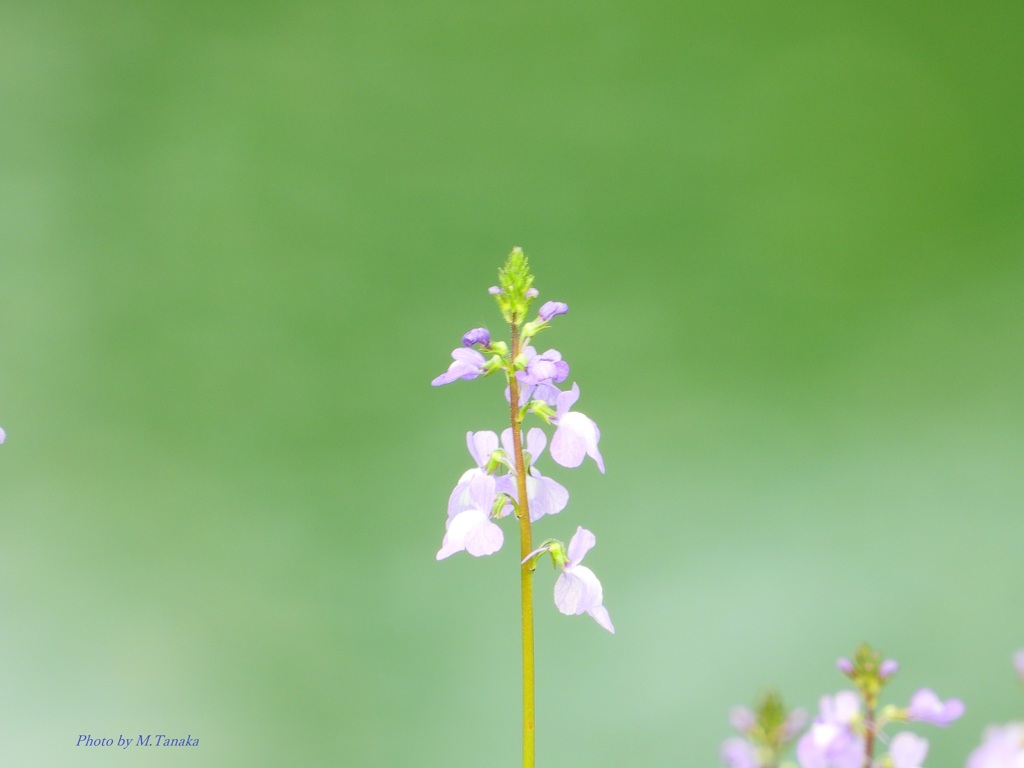 マツバウンラン？お堀端