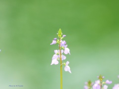 マツバウンラン？お堀端