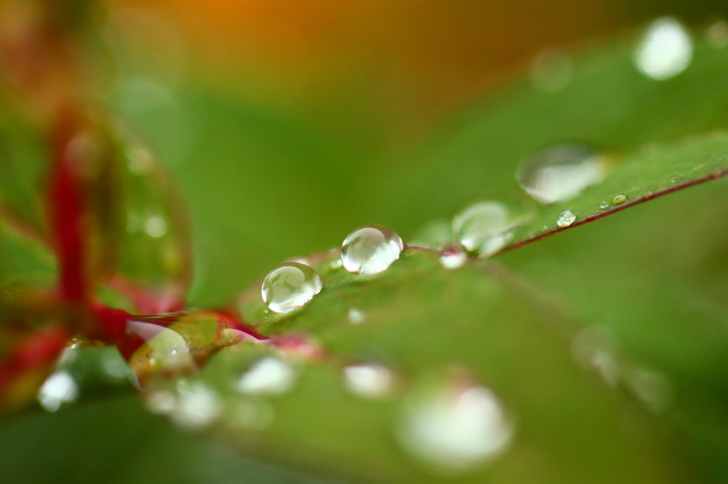 二粒の涙　雨のキンシバイ