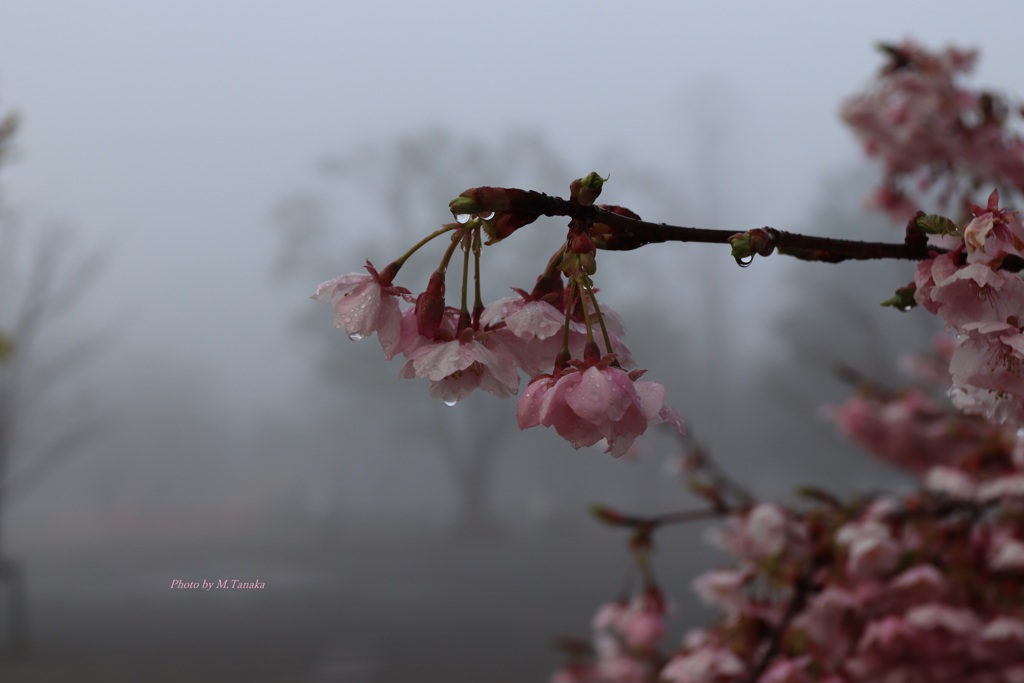 もうすぐ春の雨