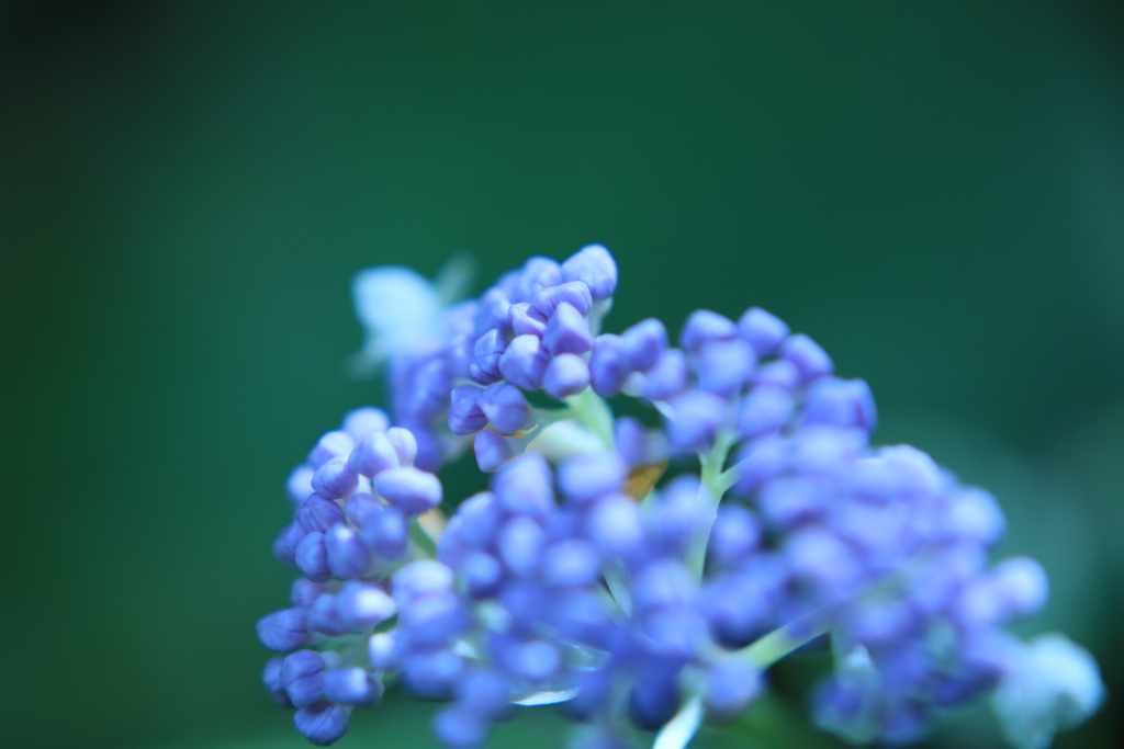 つり橋の向こうに　紫陽花？