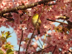 めじろの花見