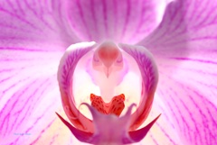 胡蝶蘭の中のことり