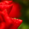 緑の水滴　赤いバラ