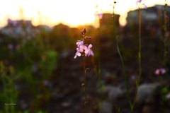 夕日にあたるマツバウンラン