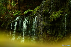 岩苔に落ちる滝　箱根千条の滝