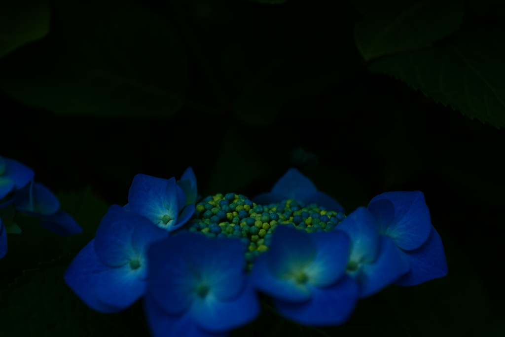 青の世界　紫陽花