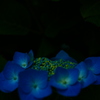 青の世界　紫陽花