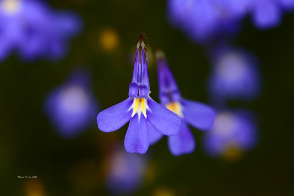 通勤途中の紫の花