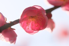 春のうめひとつ