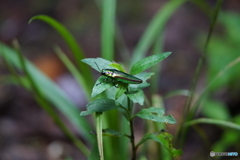 虹色2