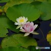 睡蓮2