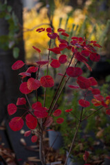 スモークツリーの紅葉