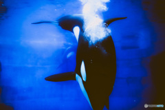 名古屋港水族館にて