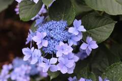 紫陽花