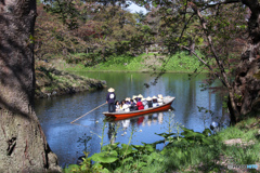 弘前城…桜がちってます