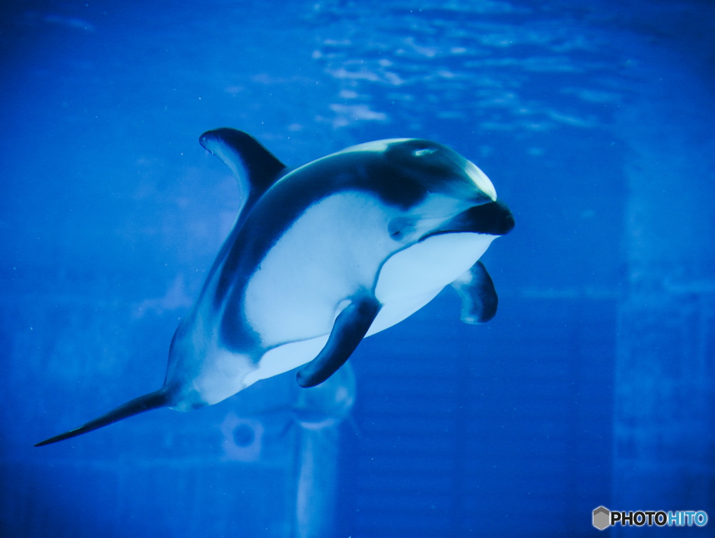 名古屋港水族館にて