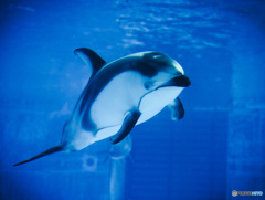 名古屋港水族館にて
